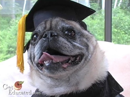 diplomas mopsz kutya